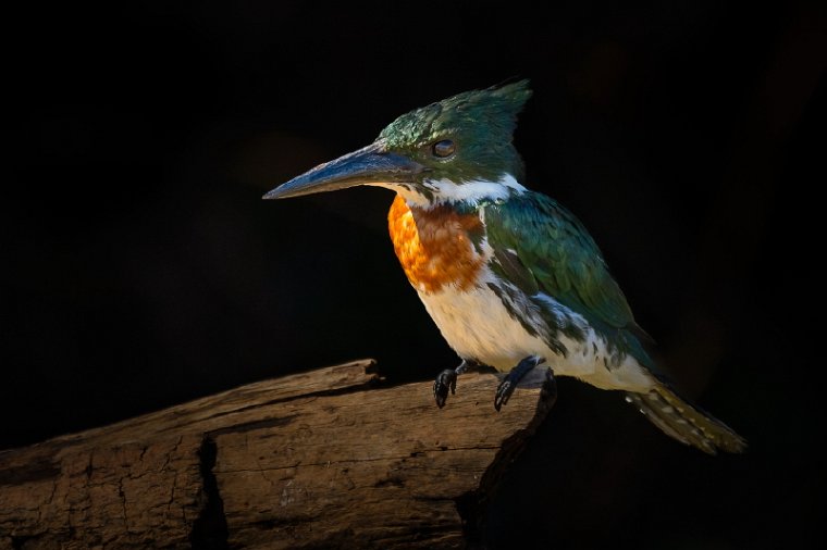 031 Noord Pantanal, amazoneijsvogel.jpg